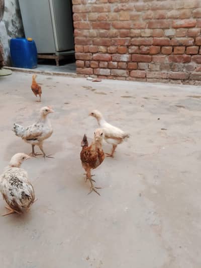 golden misari chicks