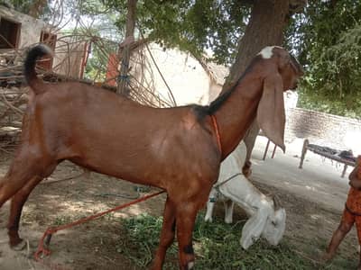 Beautiful Male goat 79500