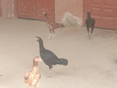 Beautifu Aseel  Hen eggs dy rhi Hy