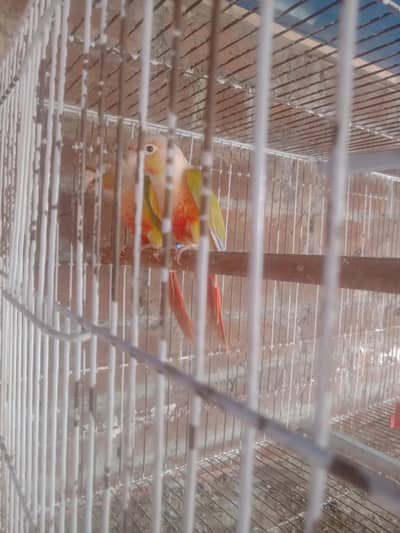 pineapple Conor breeder pair