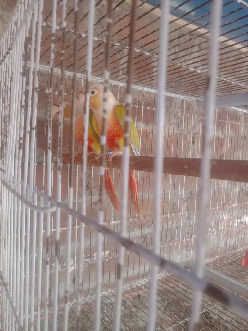pineapple Conor breeder pair 0