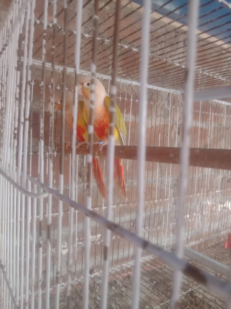 pineapple Conor breeder pair 1