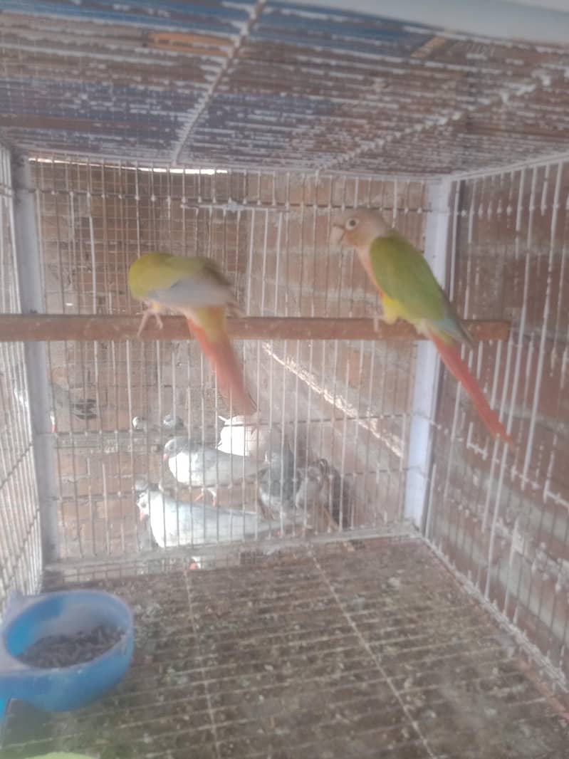 pineapple Conor breeder pair 2