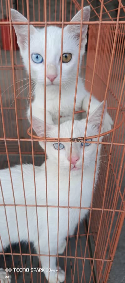 1 Persian cat mother with 2 kittens
