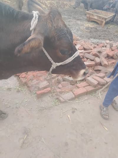 cow for sale