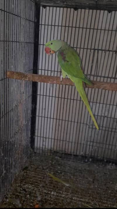Raw Talking Male Jambo Size Available
