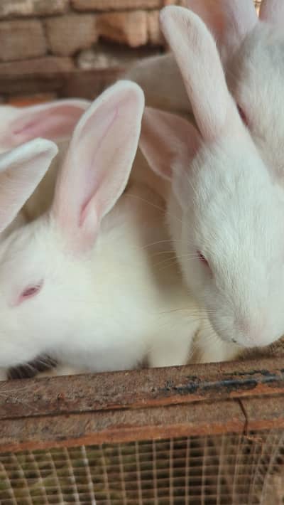 White Red eyes Rabbits Angora Cross khargosh