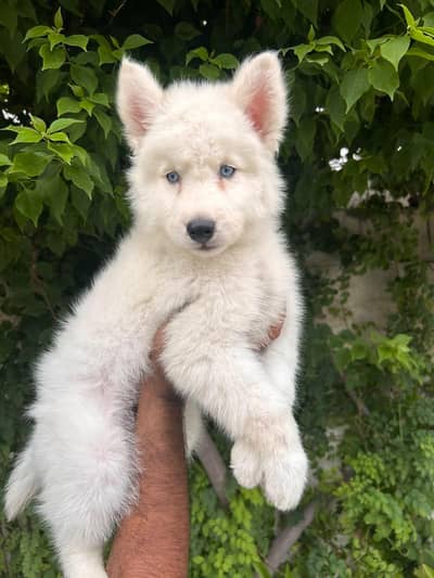 Siberian husky puppy wooly cota female