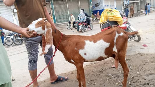 pure Desi Bakri Brown color