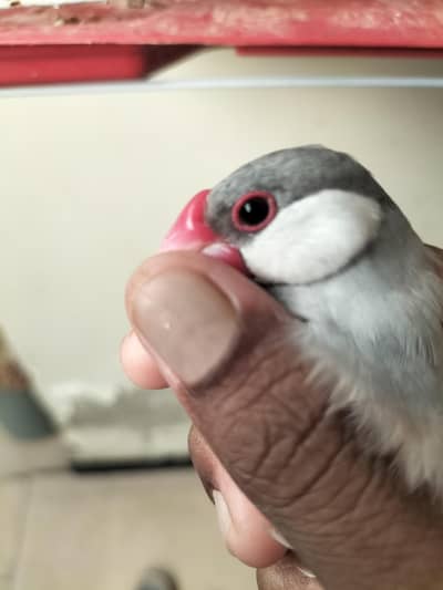 male female