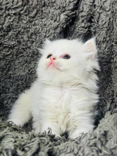 White Persian Kittens/Triple coated/blue eyes/Cats/Male/Female
