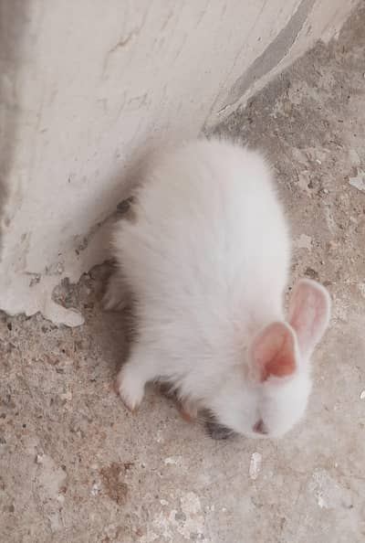 Red eyes Bunny