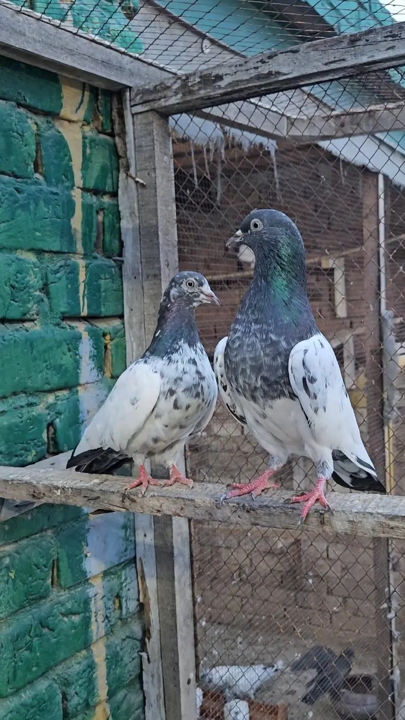 Breeder jora bacho ky sath