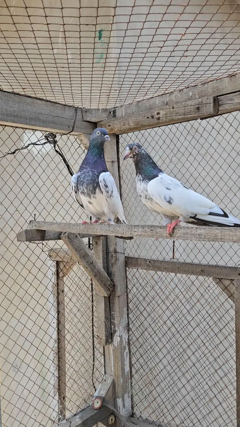 Breeder jora bacho ky sath — photo 2