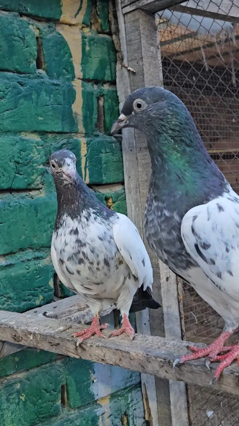 Breeder jora bacho ky sath — photo 3