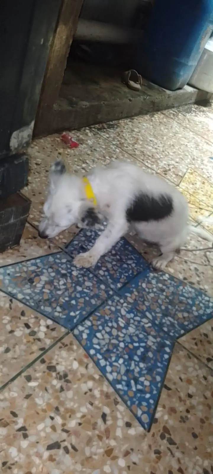 Beautiful puppy — photo 3