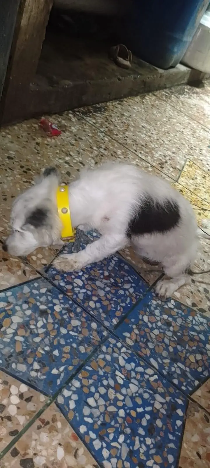 Beautiful puppy — photo 4