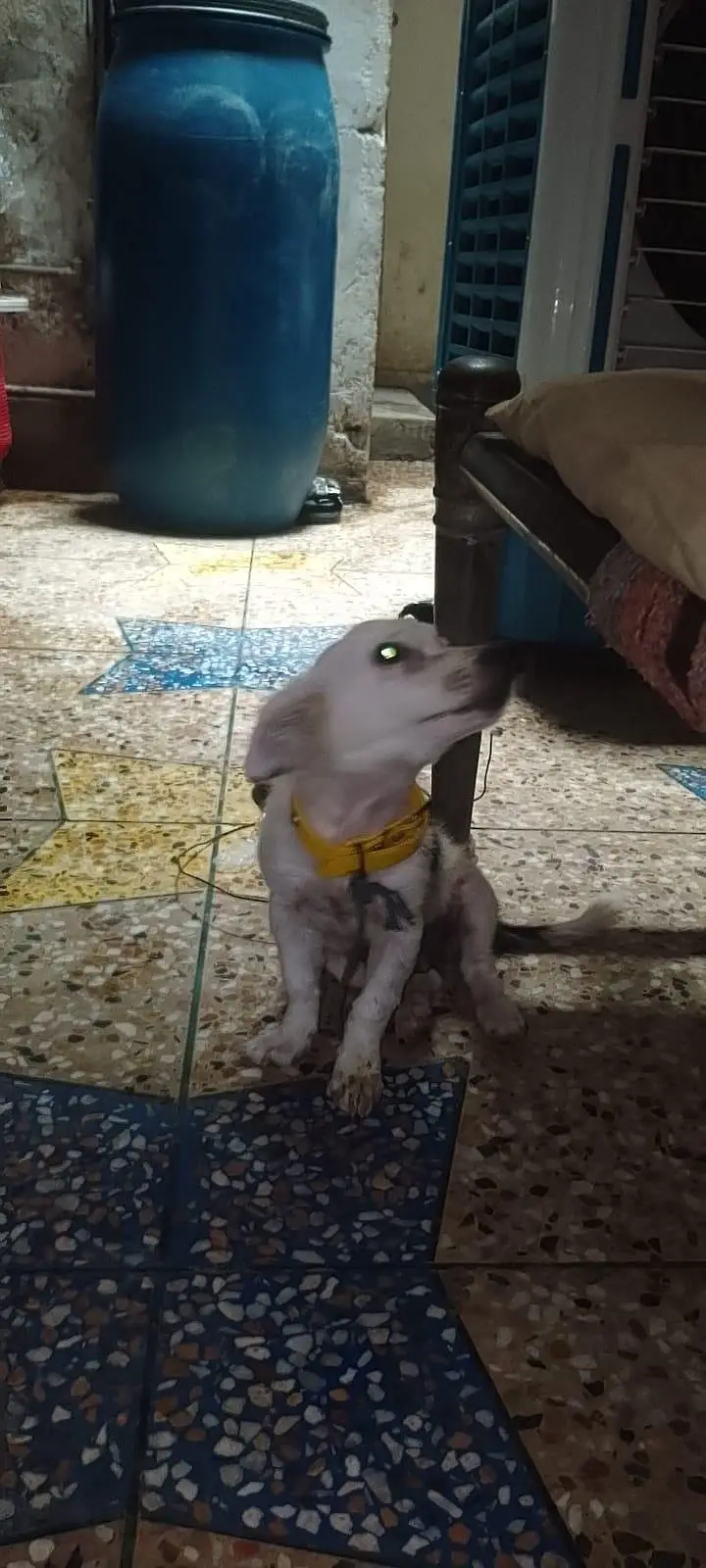Beautiful puppy — photo 5