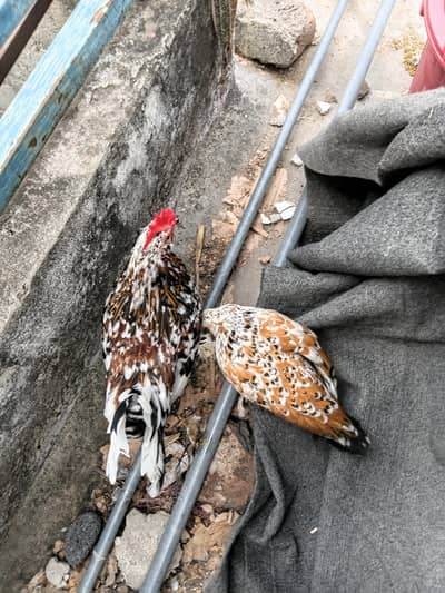 Red Milli Flower Young Pair and Mottled Cochin Bantam Young Male