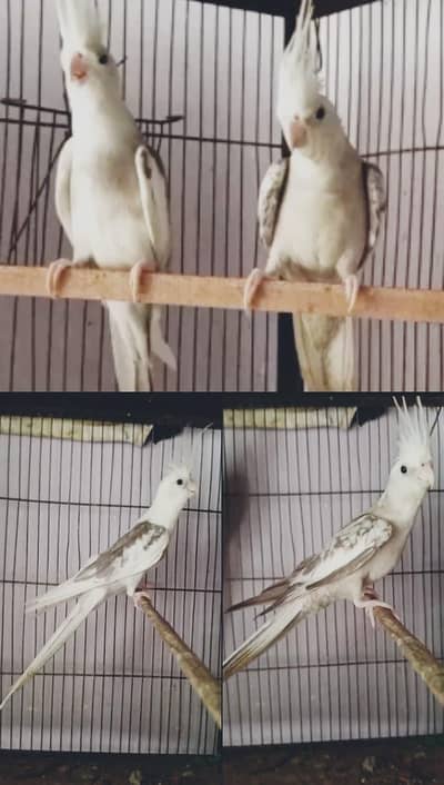 Whiteface Cockatiels