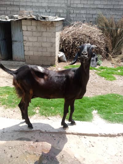 Beautiful Bakri For sale with 1 kg milk. . . . . .