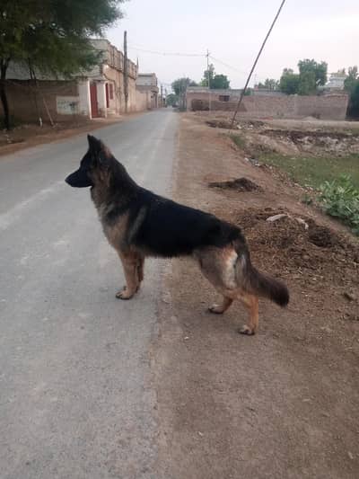 puppies for sale