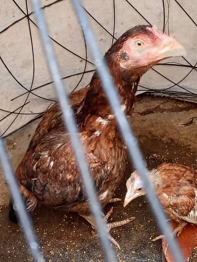 Aseel hen for sale