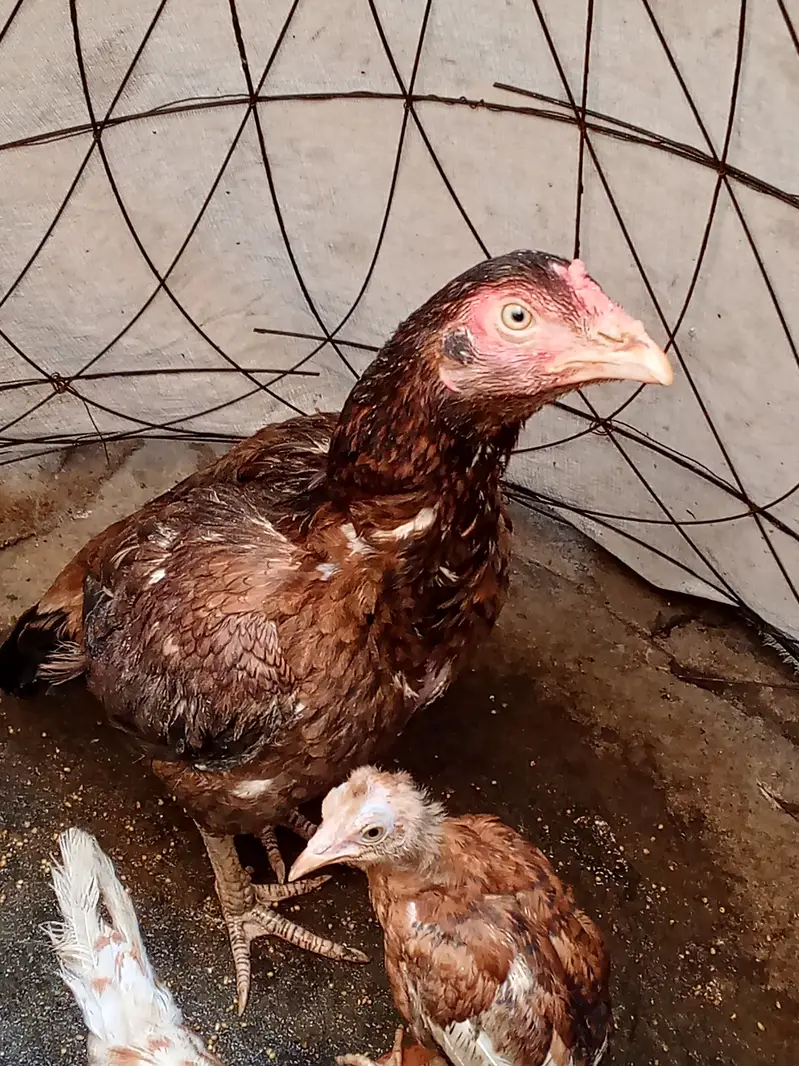 Aseel hen for sale — photo 2