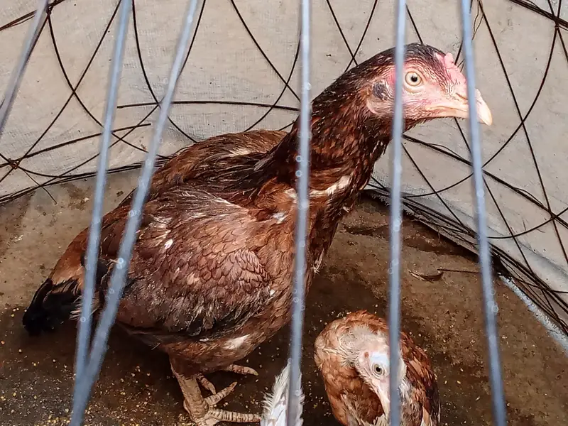 Aseel hen for sale — photo 3