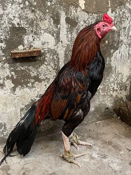 top quality mianwali aseel murga and murgi for sale — photo 2