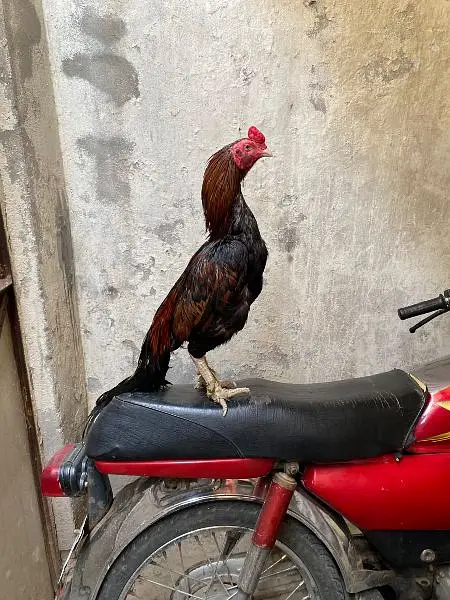 top quality mianwali aseel murga and murgi for sale — photo 3