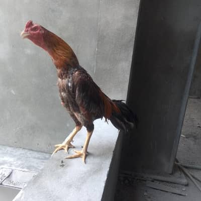 for sale