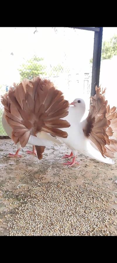 red tail white pairs 03135432147 only what's app