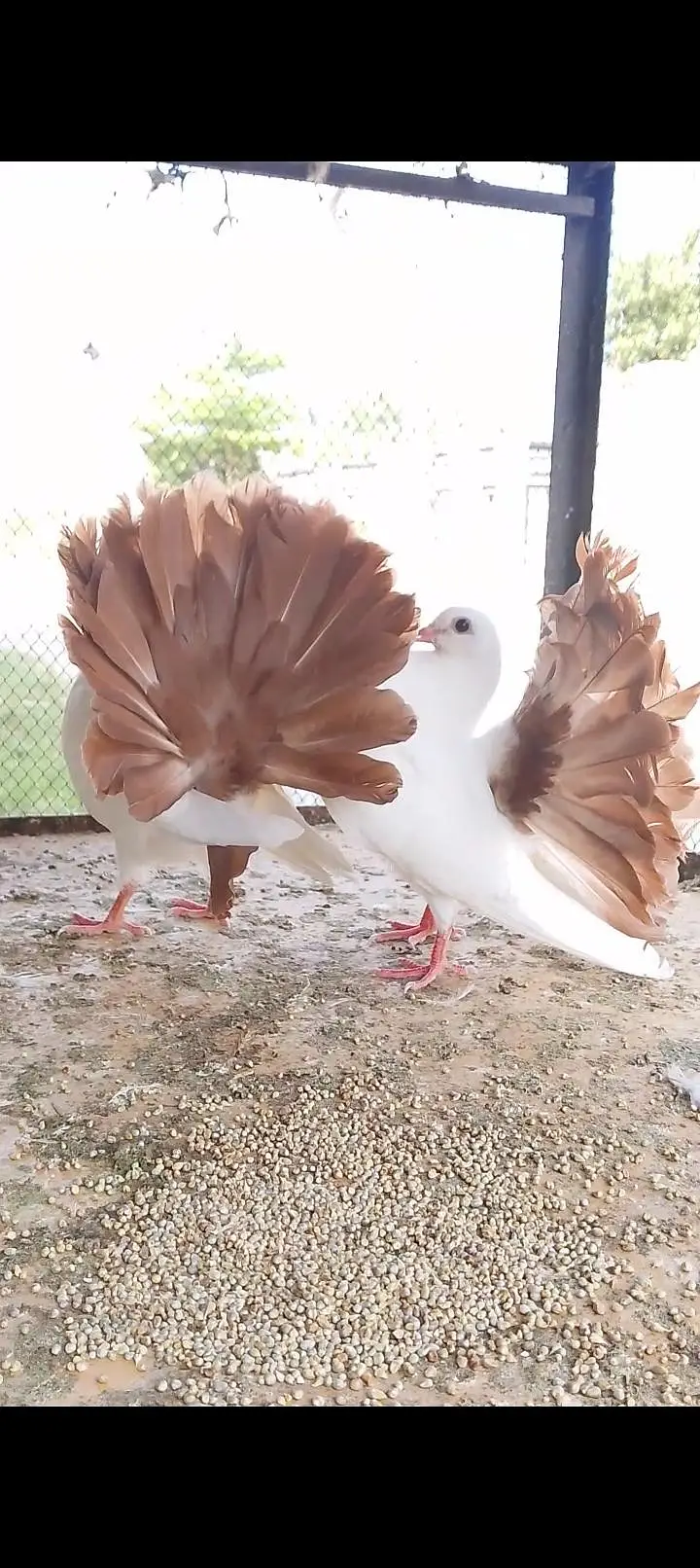 red tail white pairs 03135432147 only what's app — photo 2