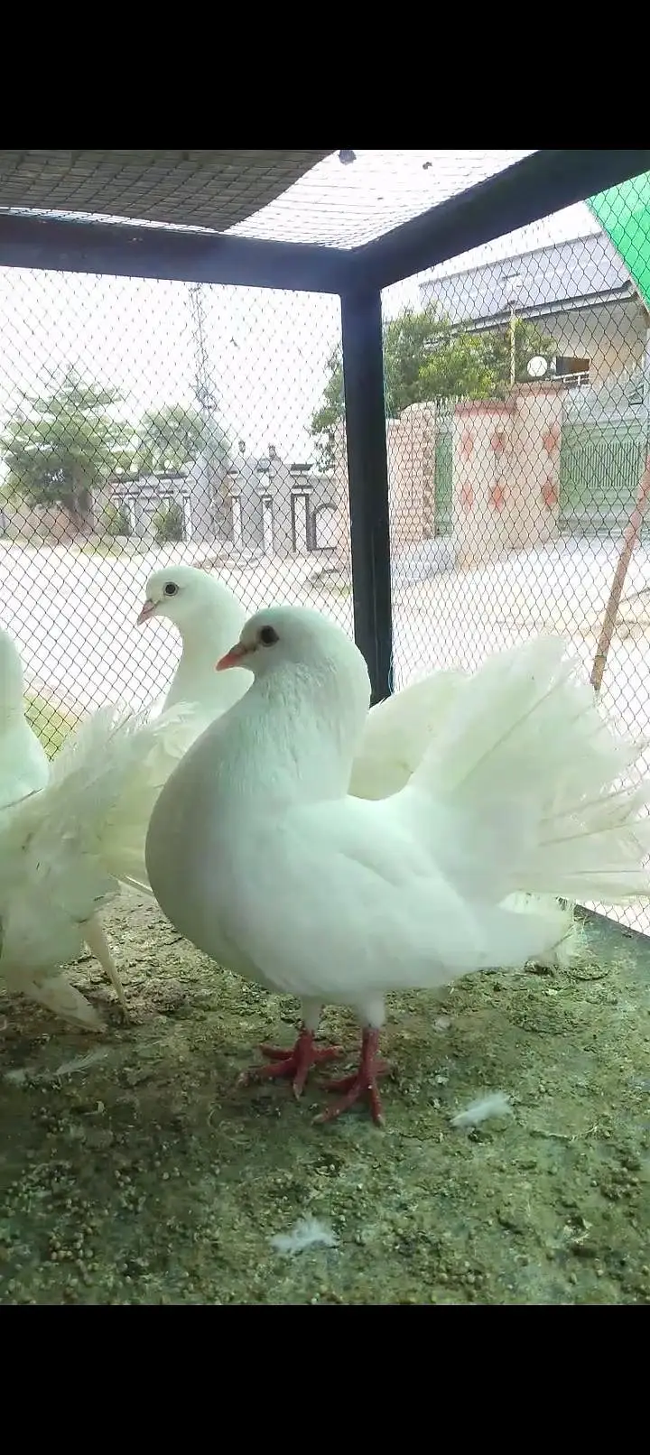 red tail white pairs 03135432147 only what's app — photo 3