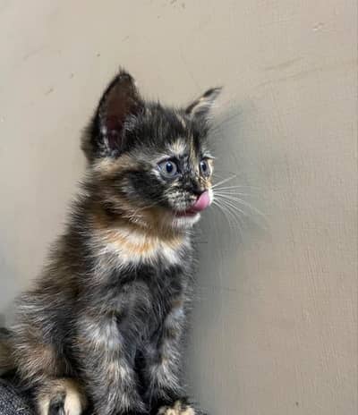 persian kittens