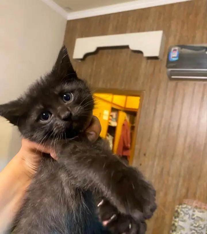 persian kittens — photo 2