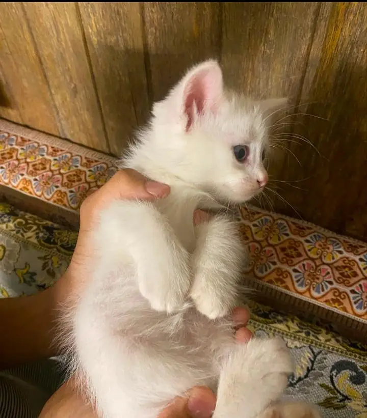 persian kittens — photo 3