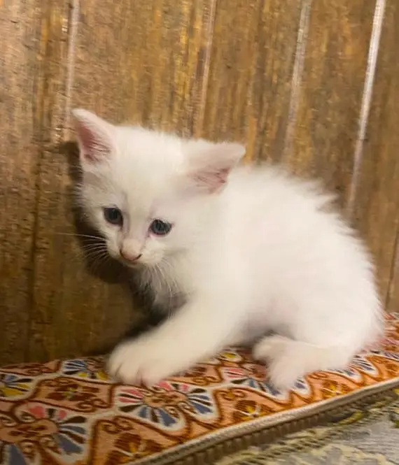 persian kittens — photo 4