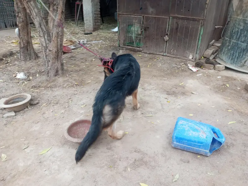 German shepherd female — photo 4