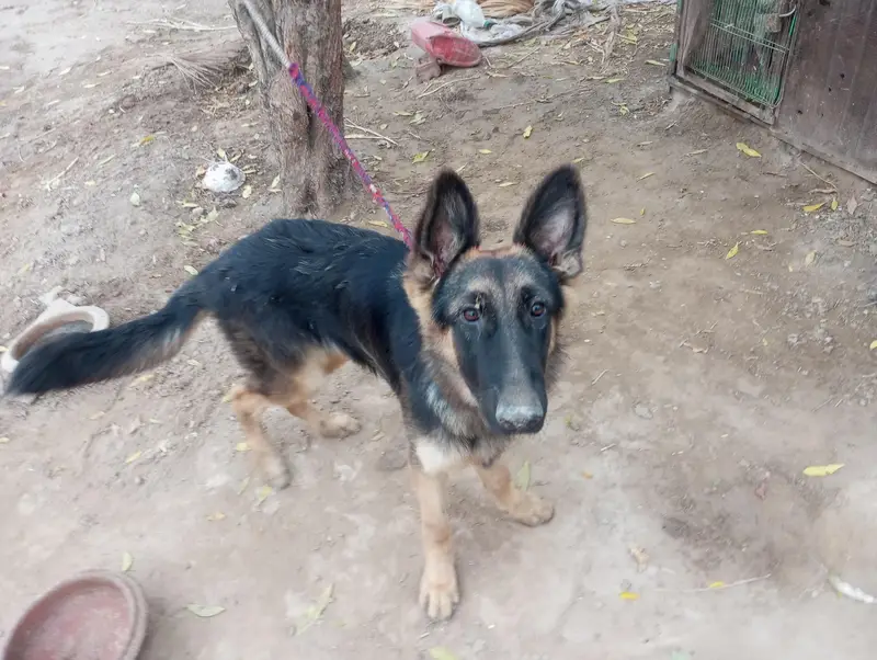 German shepherd female — photo 6