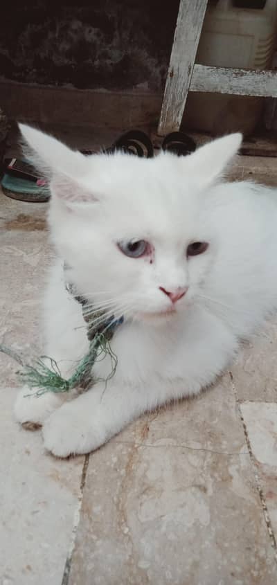 Persian cat