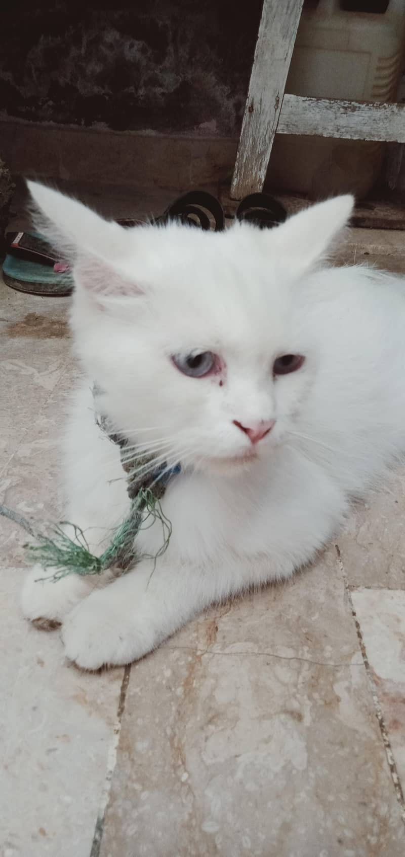 Persian cat 0