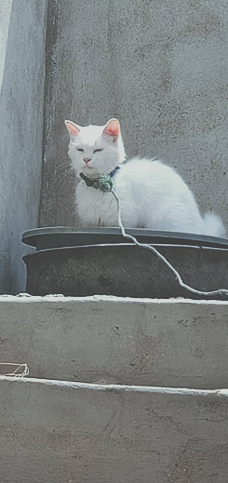 Persian cat 1