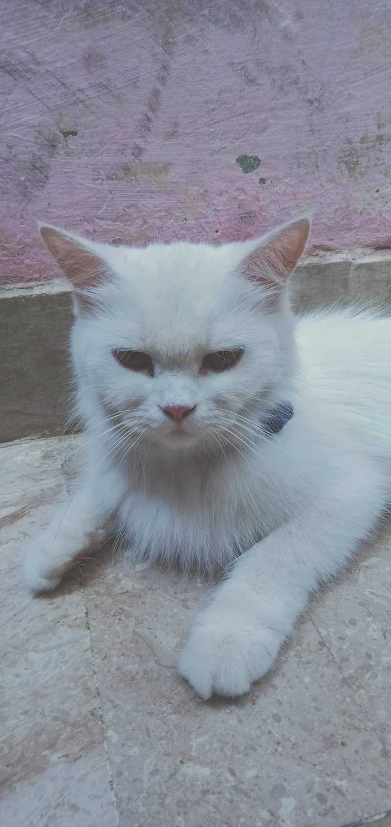 Persian cat 2