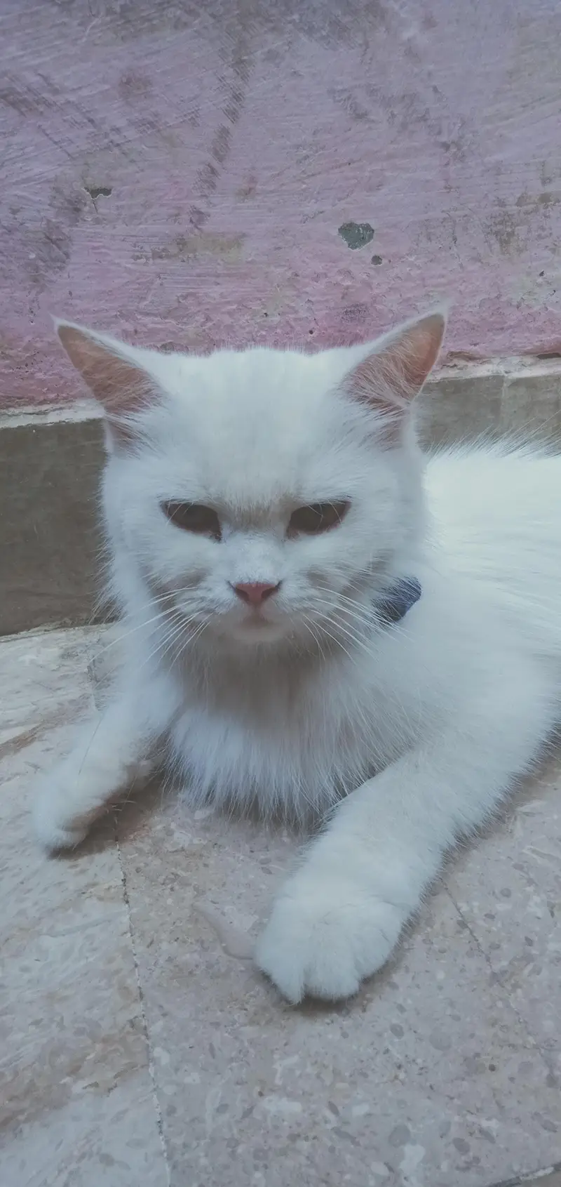 Persian cat — photo 3