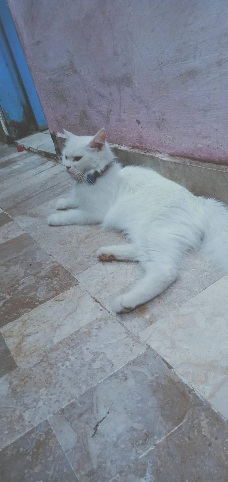 Persian cat 3