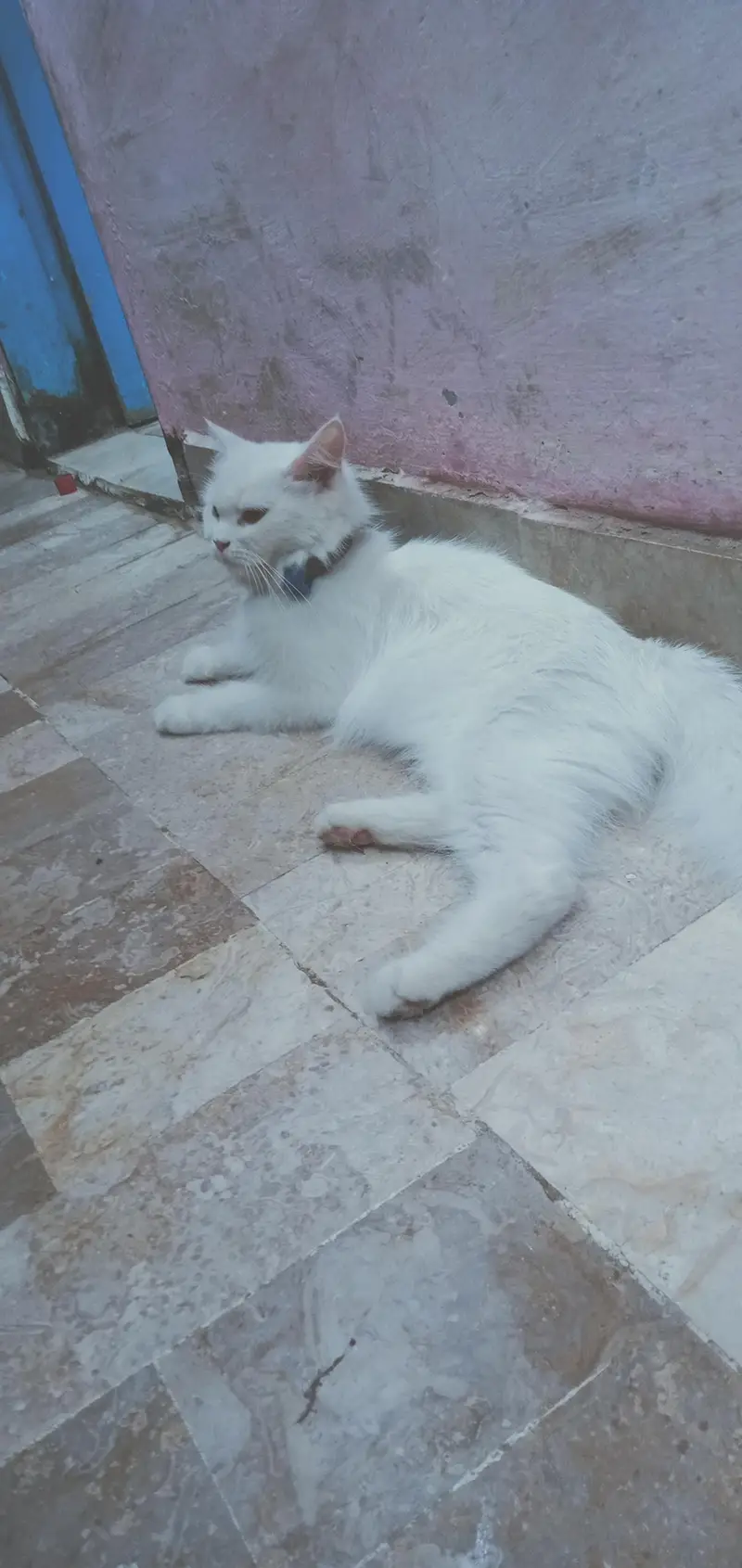 Persian cat — photo 4