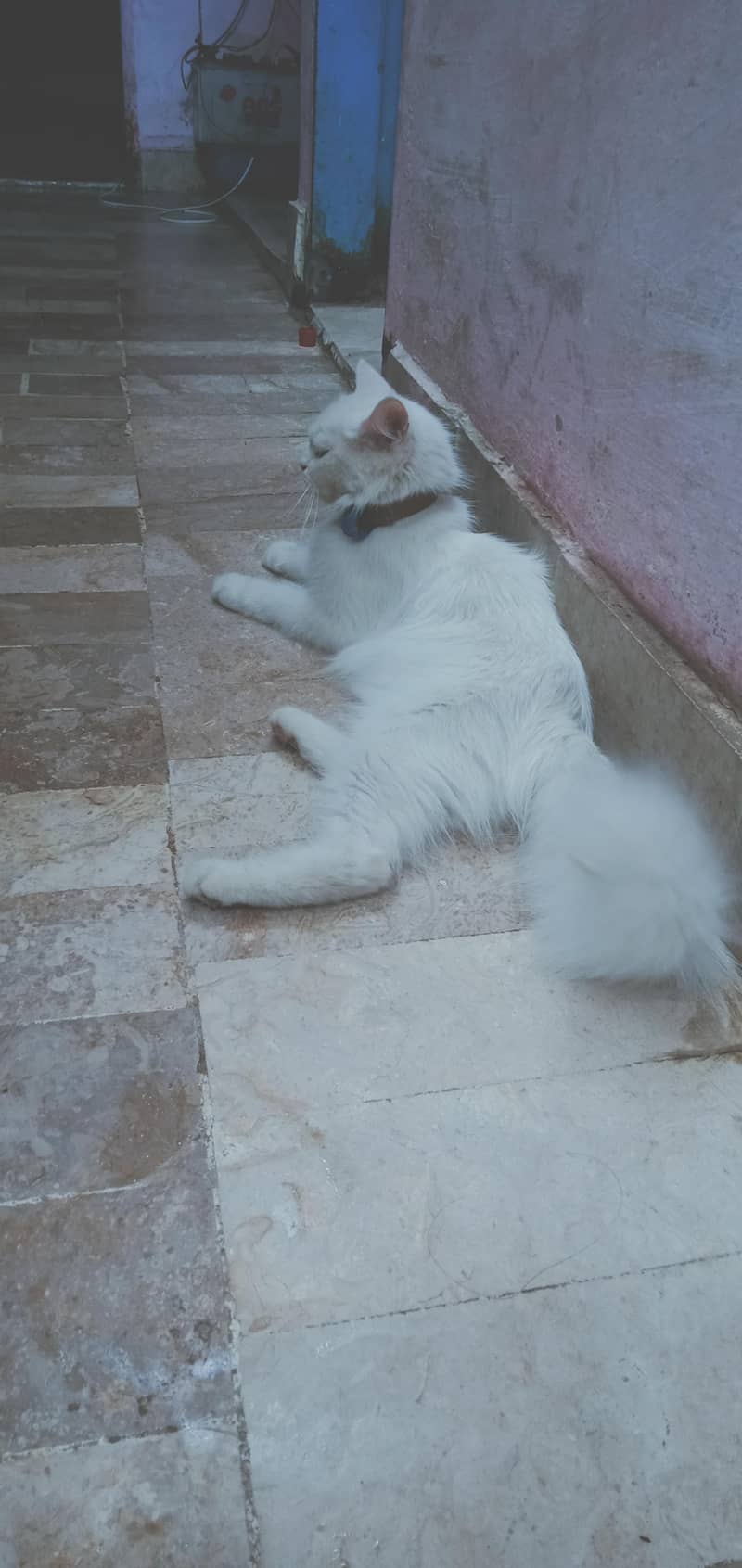 Persian cat 4