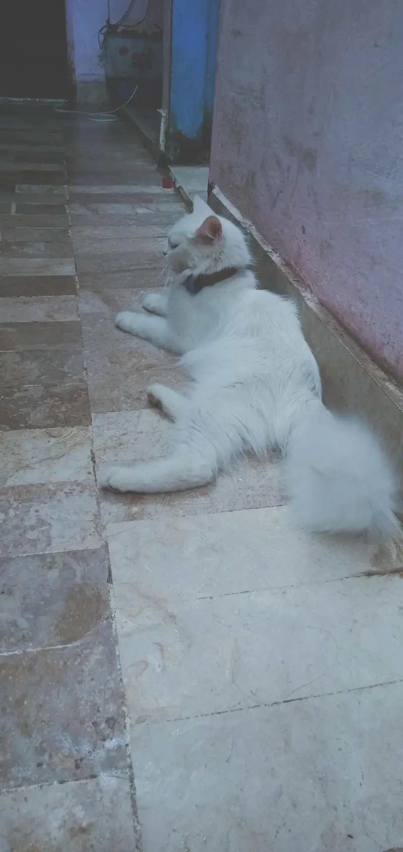 Persian cat — photo 5